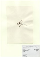 藏品(長枝沙菜)的圖片